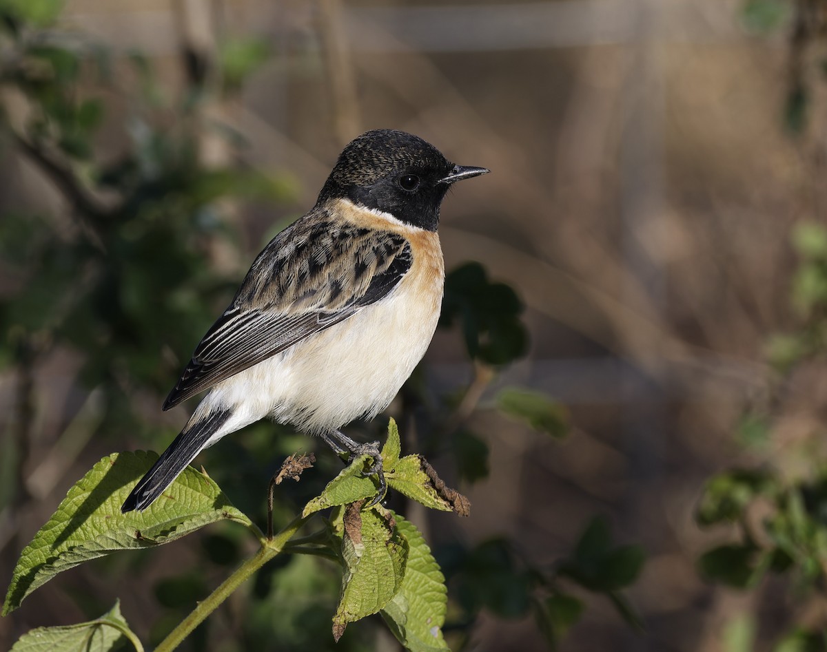 Siberian Stonechat - ML646673112