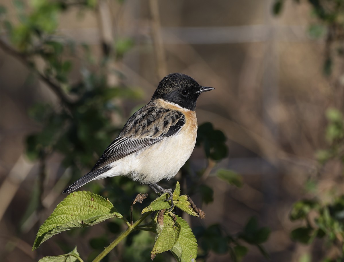 Siberian Stonechat - ML646673113