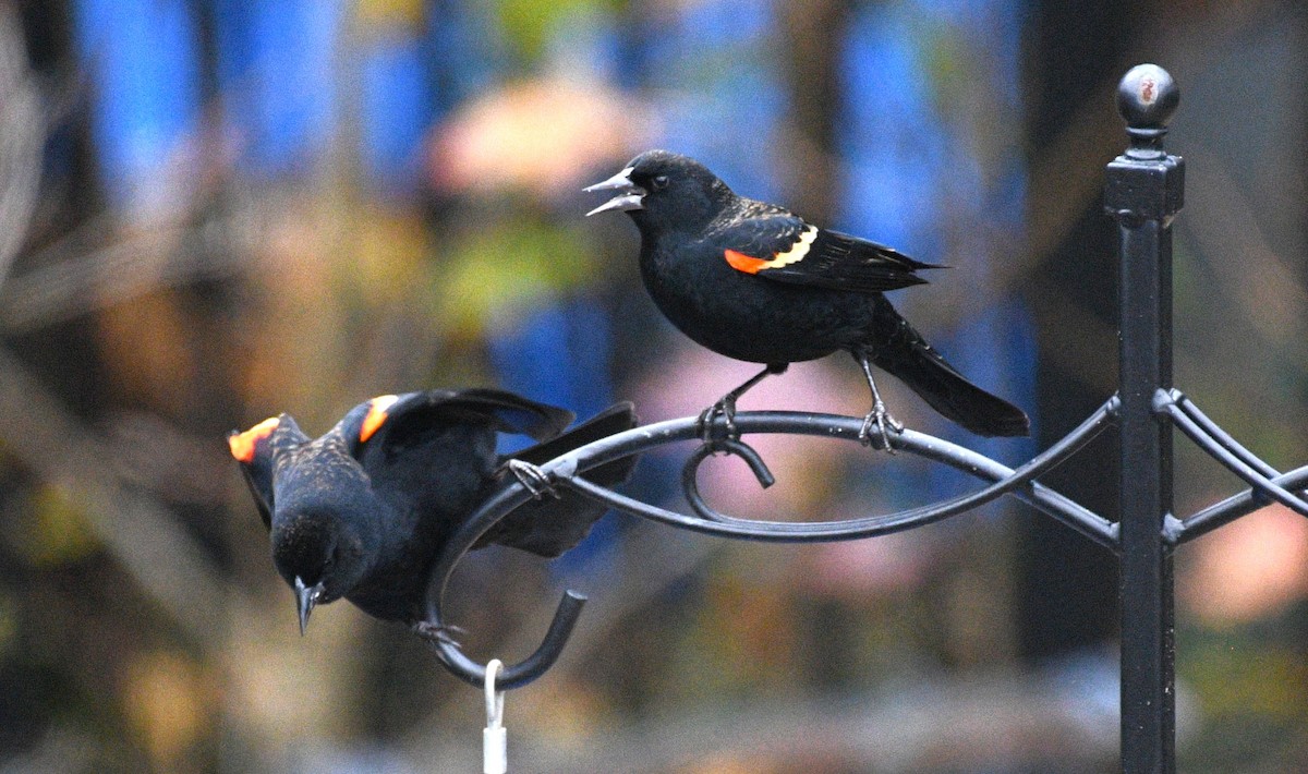 Red-winged Blackbird - ML646673115