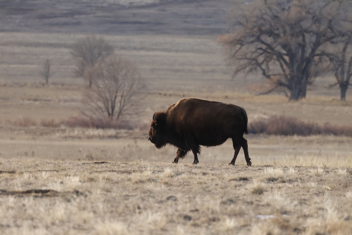 American Bison - ML646673124