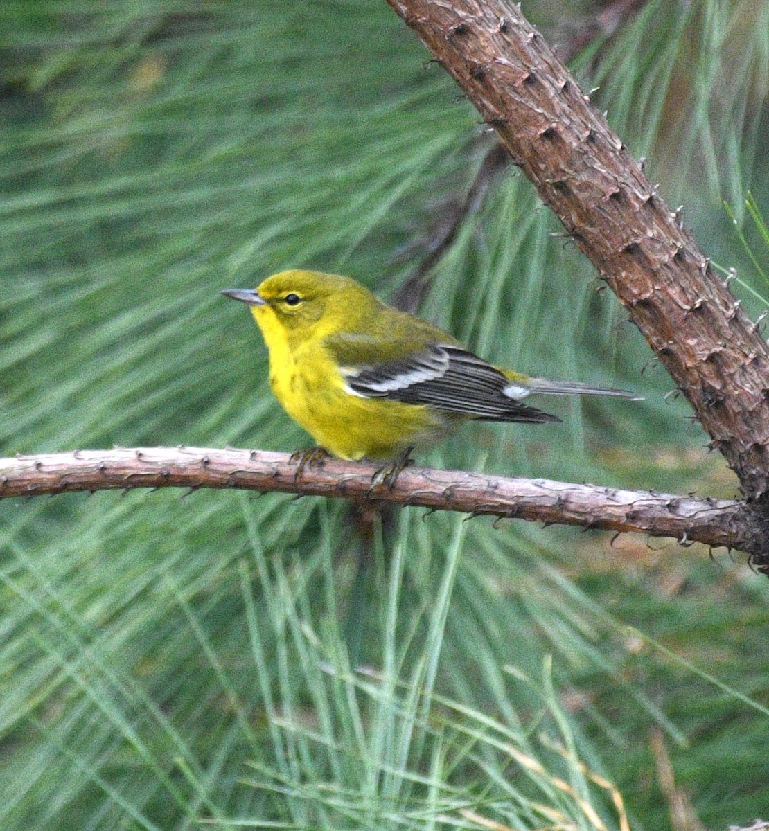 Сосновая древесница - ML646673126