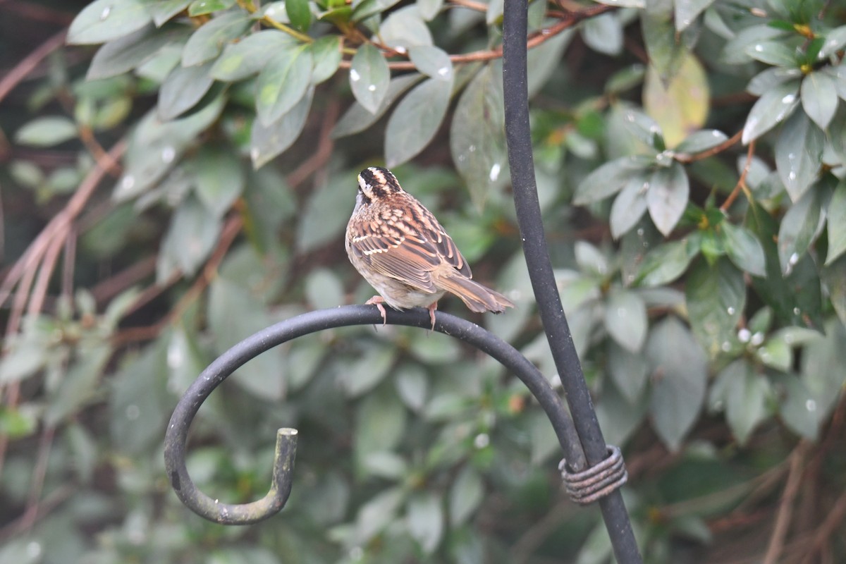 White-throated Sparrow - ML646673127