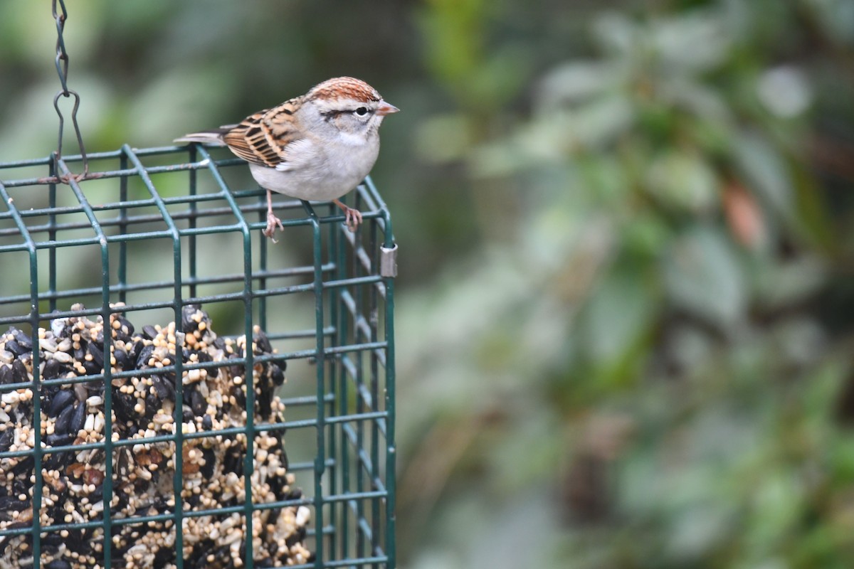 Chipping Sparrow - ML646673128