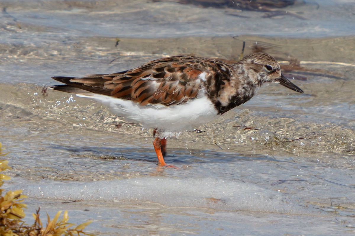 翻石鷸 - ML646673132