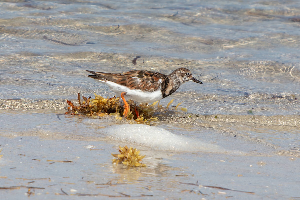 翻石鷸 - ML646673136