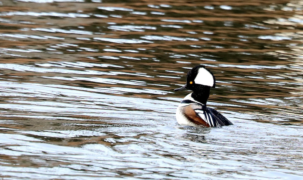 Hooded Merganser - ML646673138