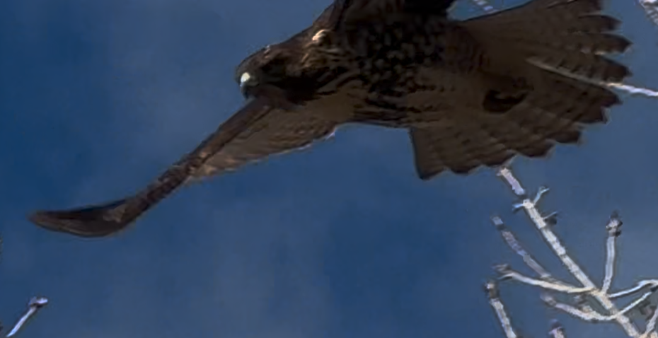 Poiana codarossa - ML646673139