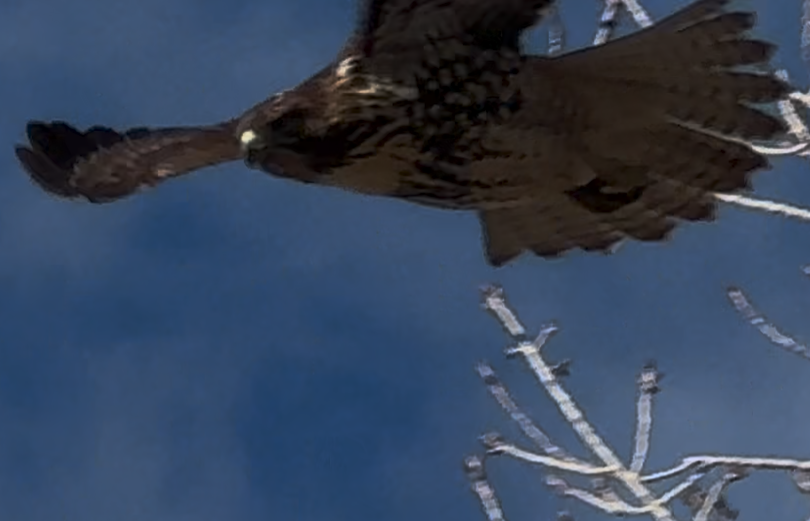 Poiana codarossa - ML646673140