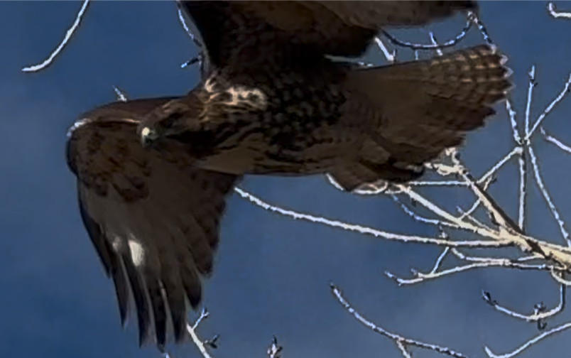 Poiana codarossa - ML646673141