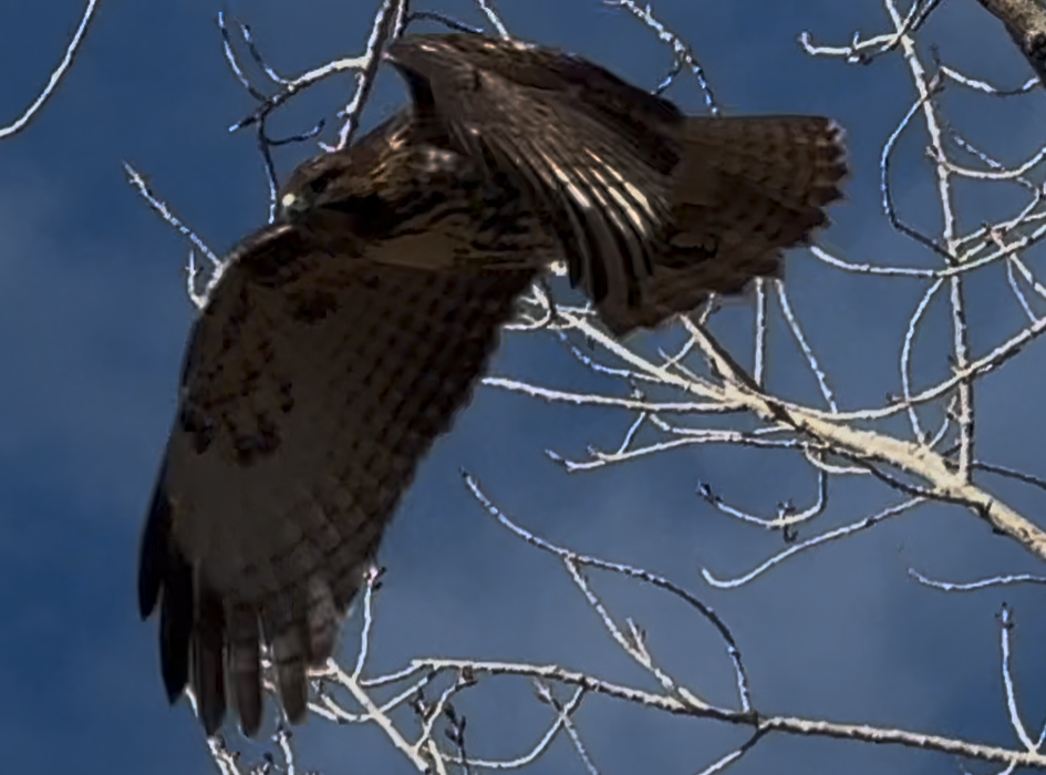 Poiana codarossa - ML646673142