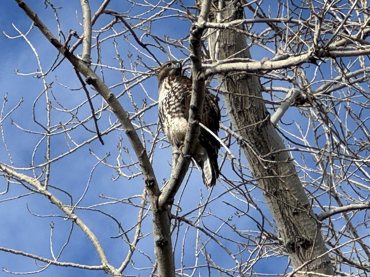 Poiana codarossa - ML646673143