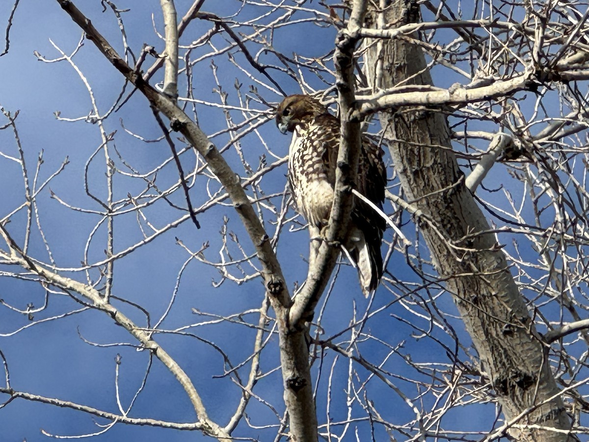 Poiana codarossa - ML646673144