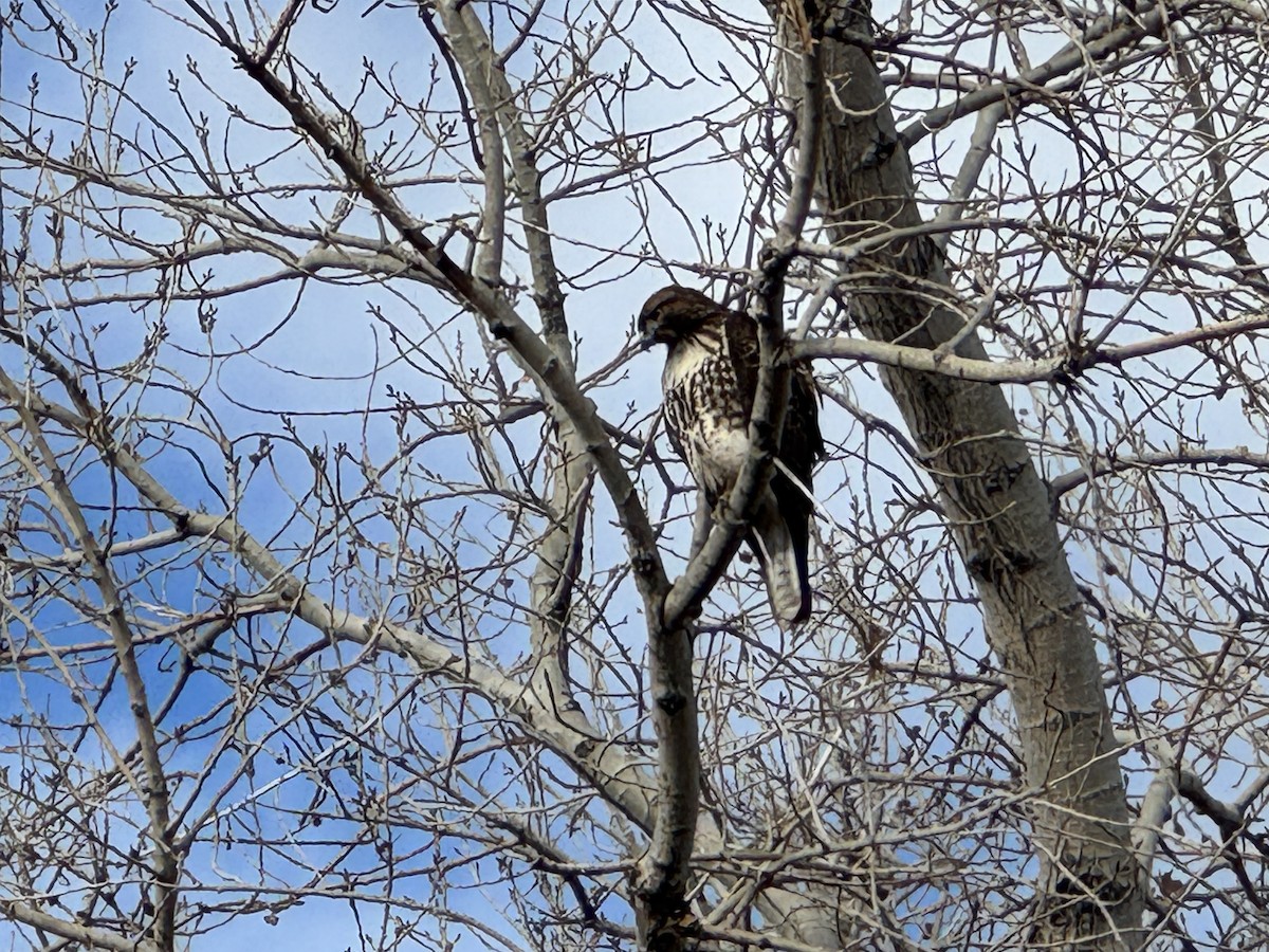 Poiana codarossa - ML646673145