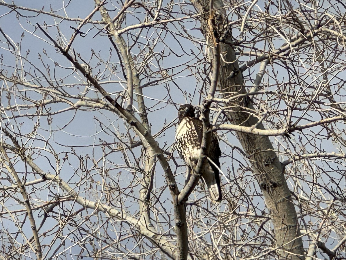 Poiana codarossa - ML646673146