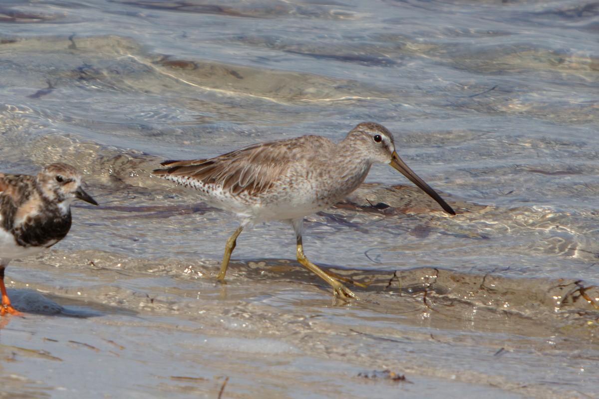 短嘴半蹼鷸 - ML646673147