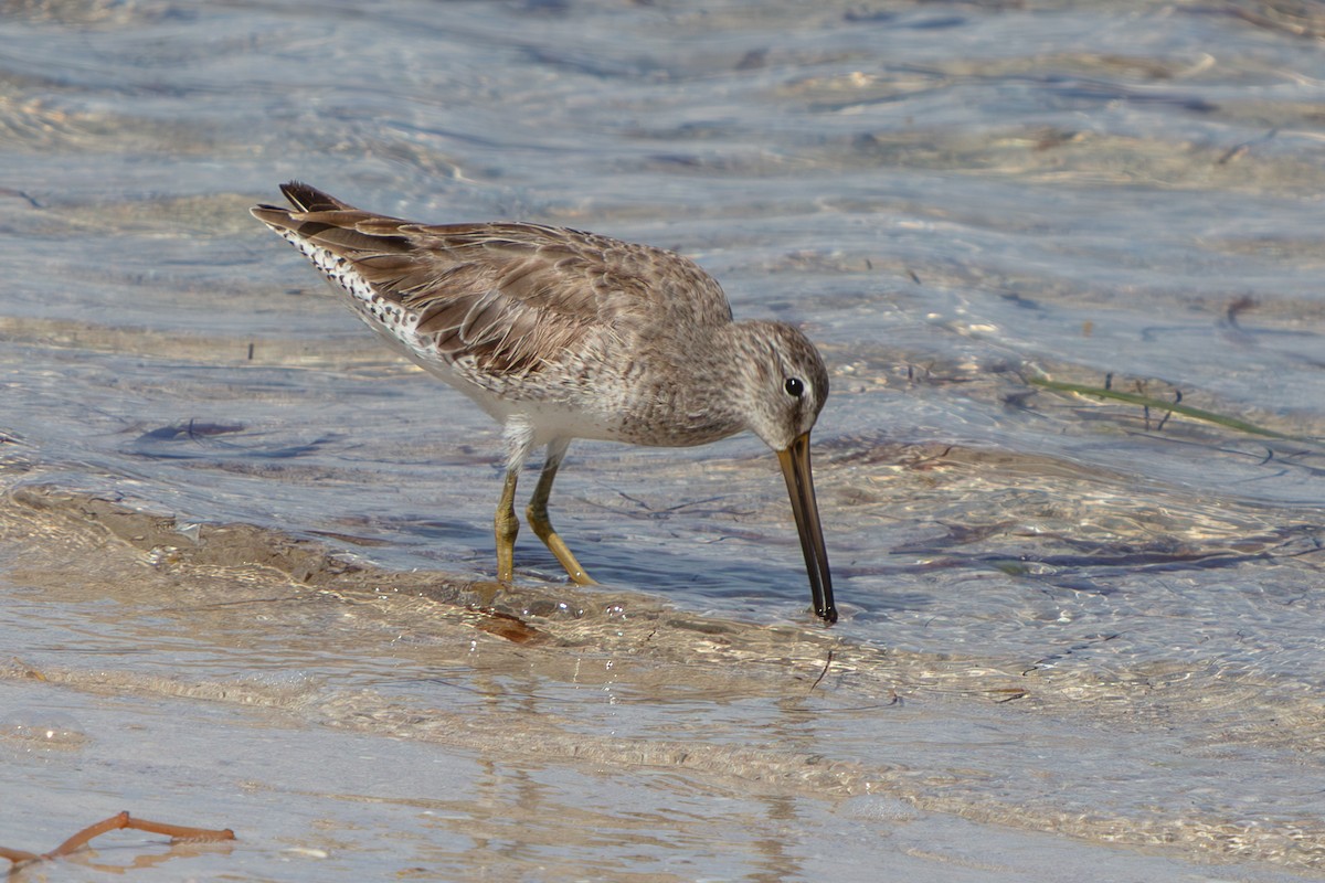 短嘴半蹼鷸 - ML646673148