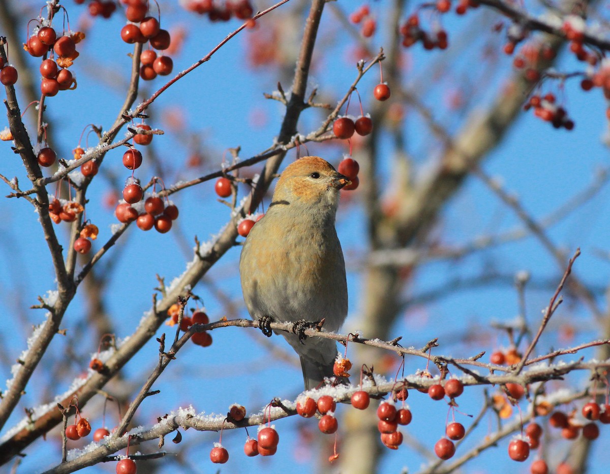 Pine Grosbeak - ML646673149