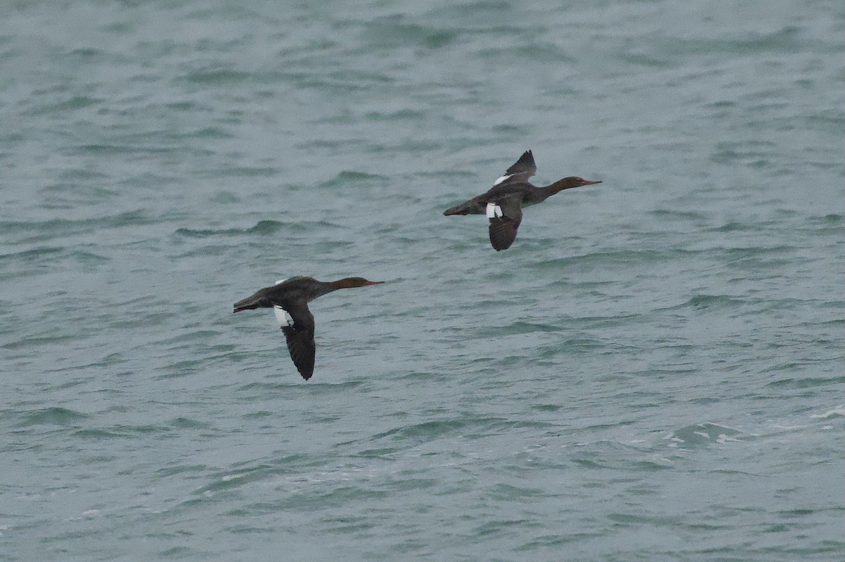 Zerra ertaina - ML646673151