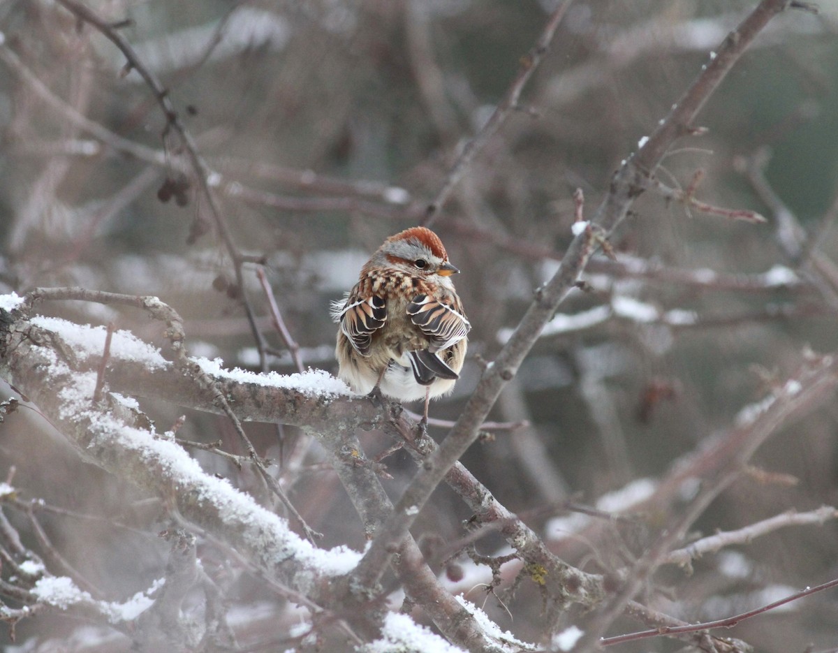 American Tree Sparrow - ML646673152