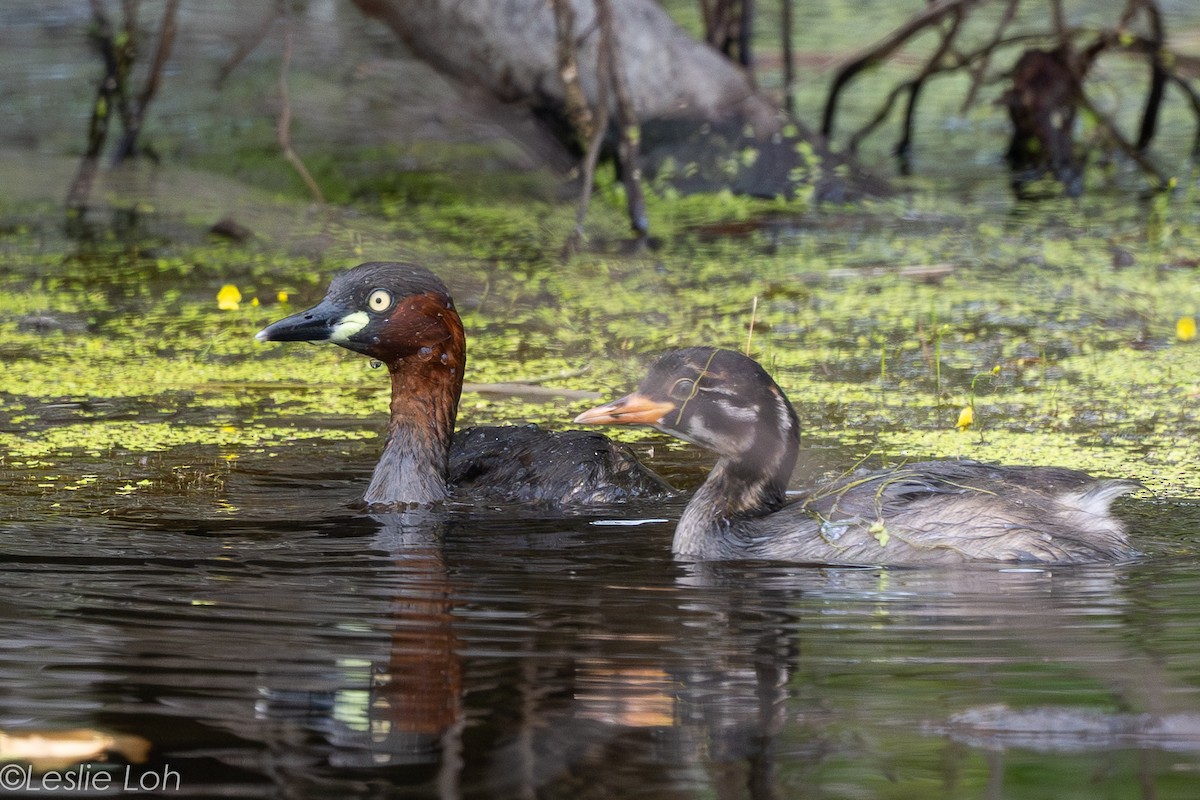 Little Grebe - ML646673159