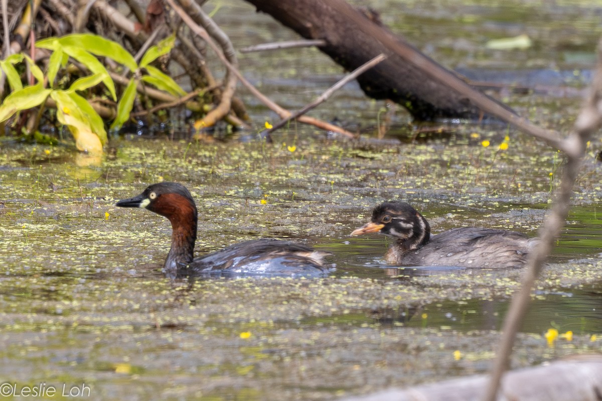 Little Grebe - ML646673160