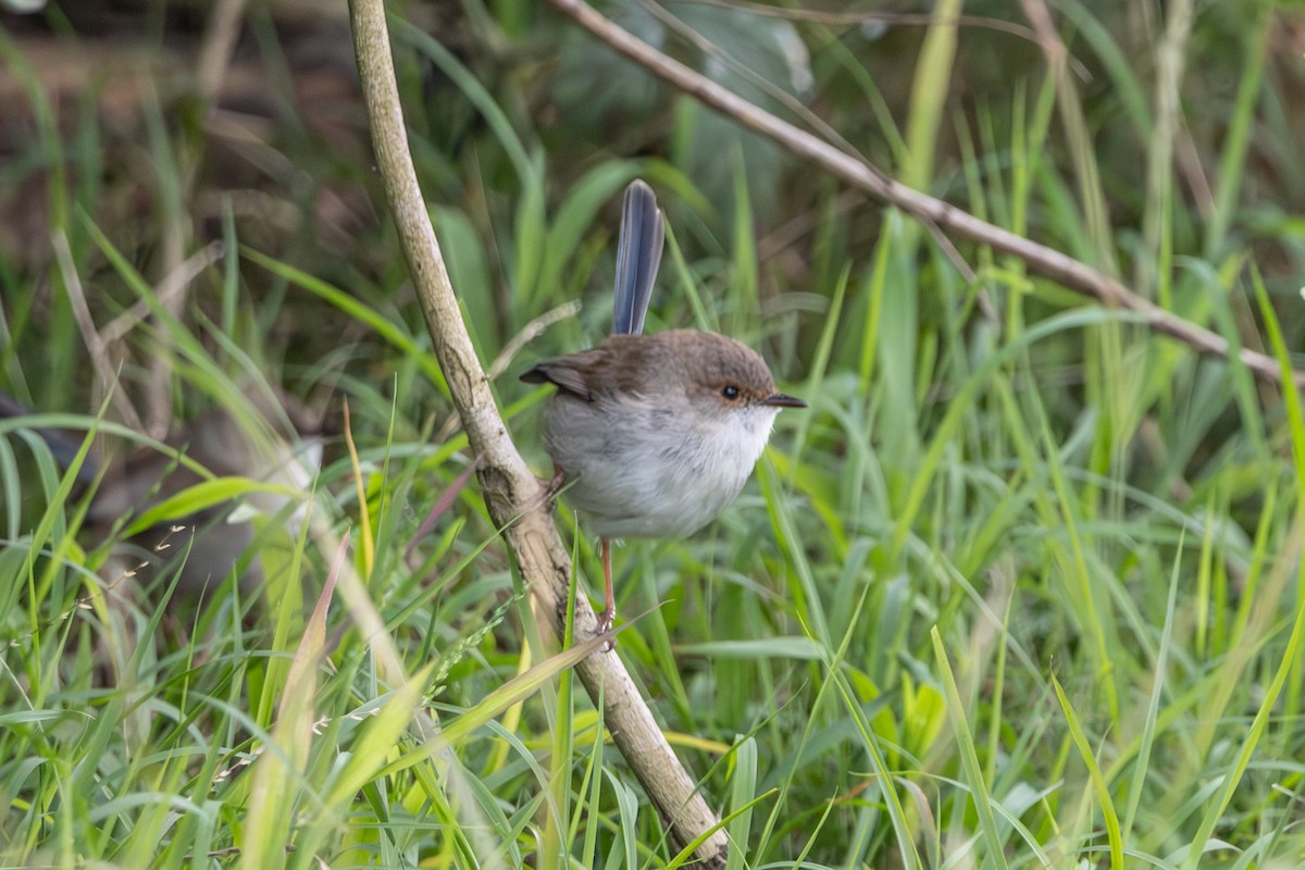 Superb Fairywren - ML646673161