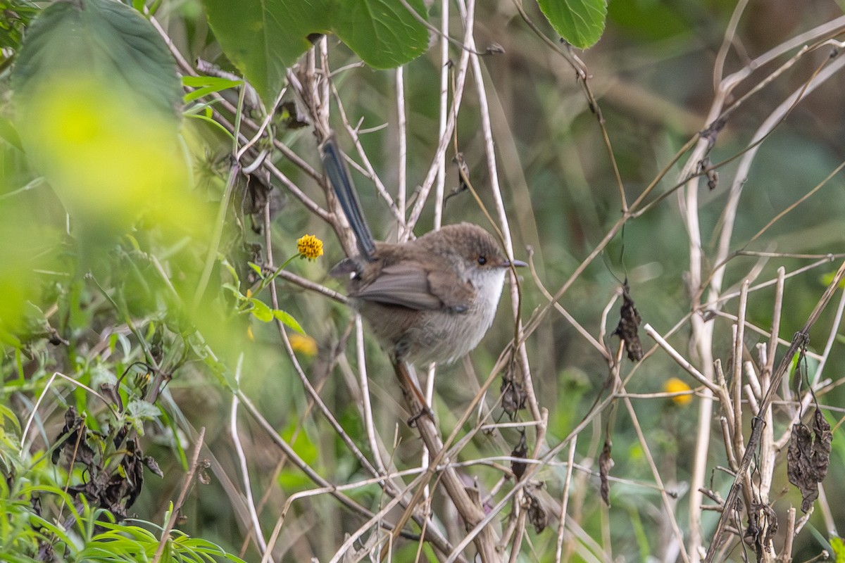 Superb Fairywren - ML646673162