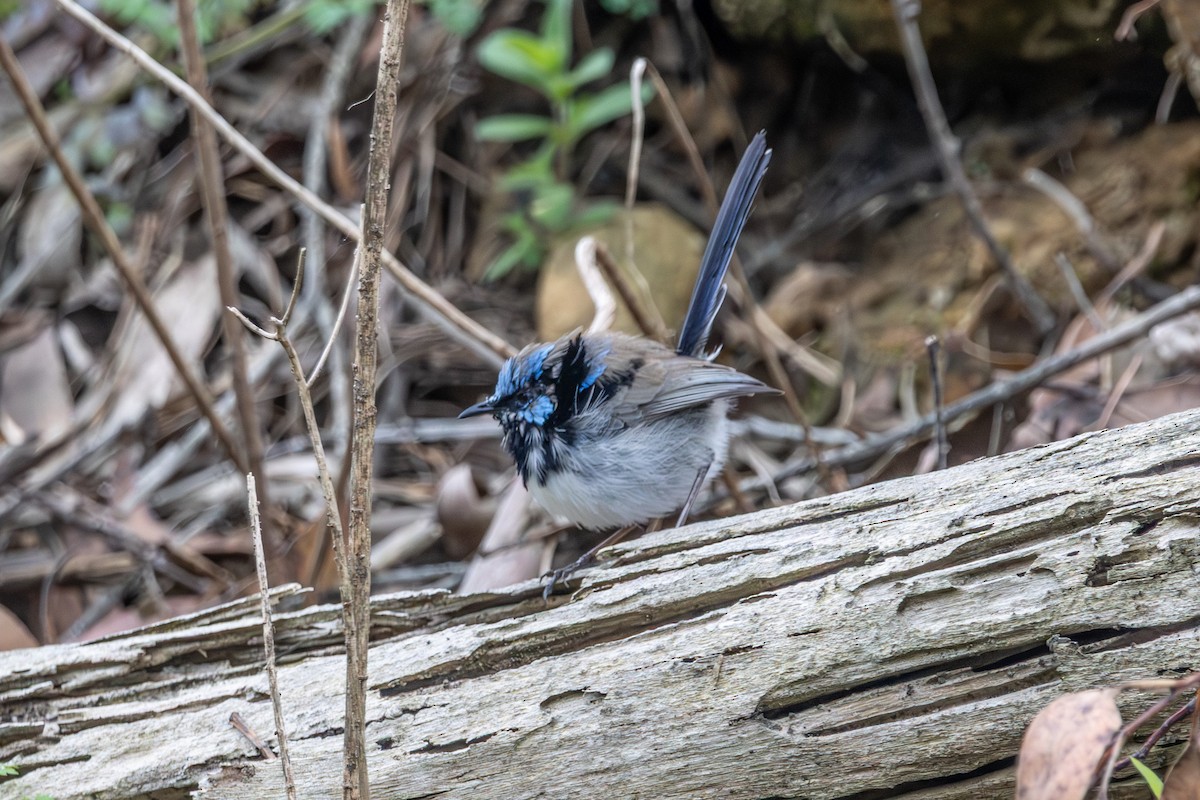 Superb Fairywren - ML646673163