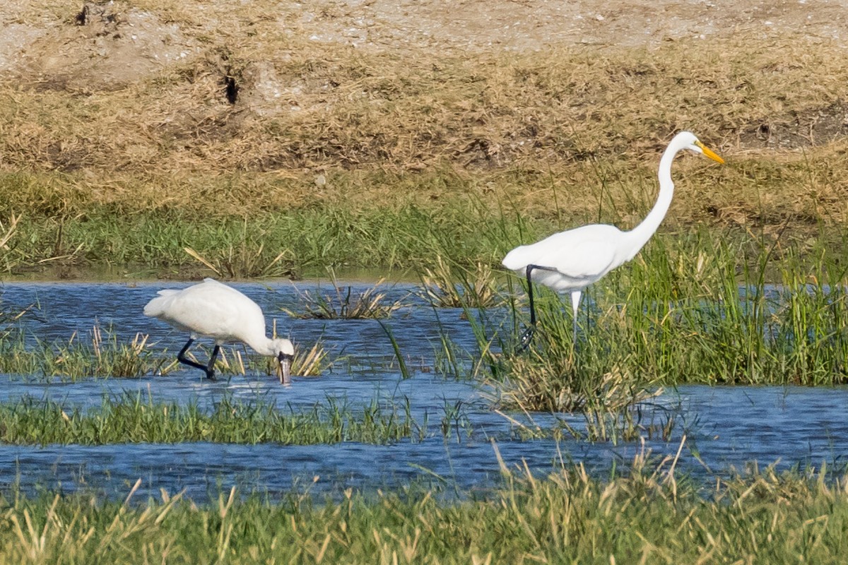 Mokozabal txikia - ML646673165