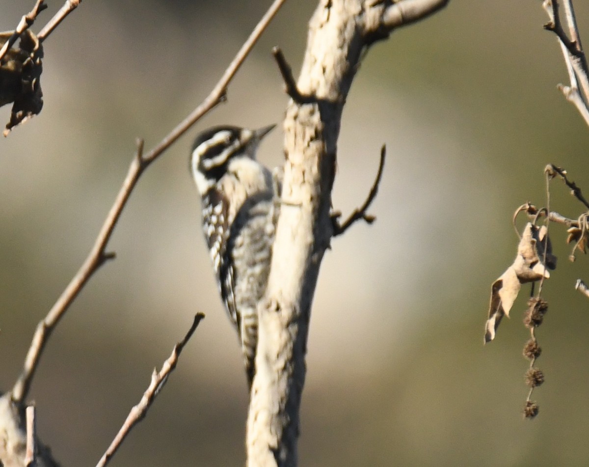 Pic de Nuttall - ML646673167