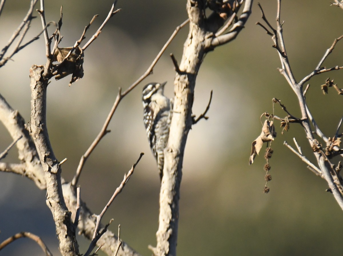 Pic de Nuttall - ML646673168