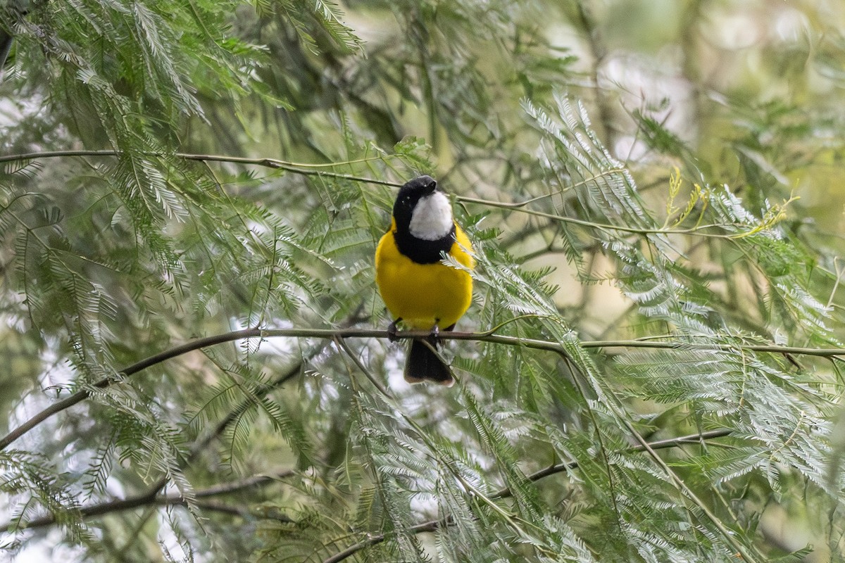 Golden Whistler - ML646673171