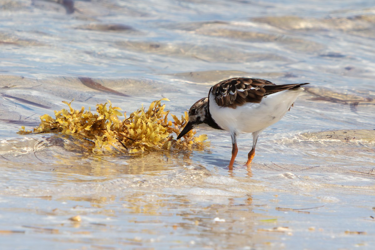 翻石鷸 - ML646673172
