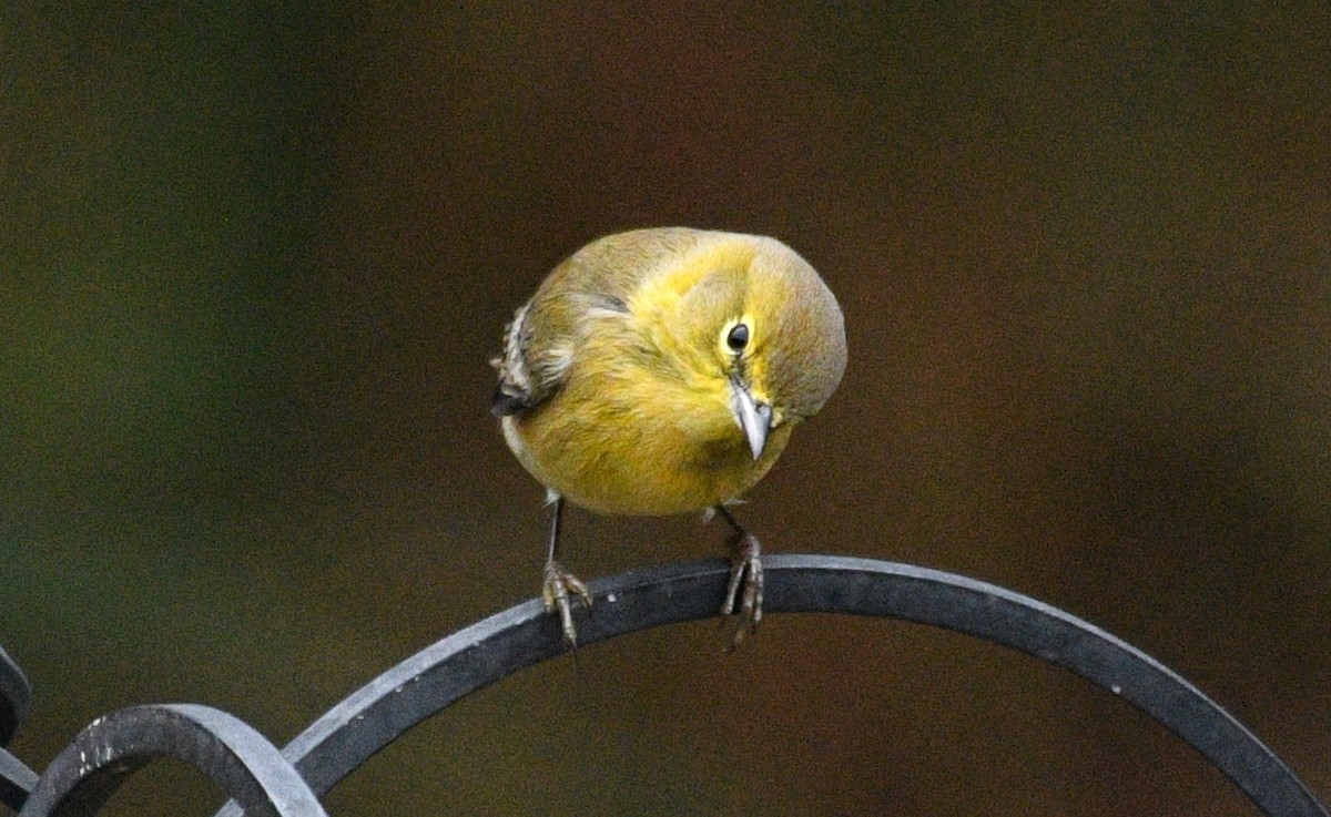 Сосновая древесница - ML646673173