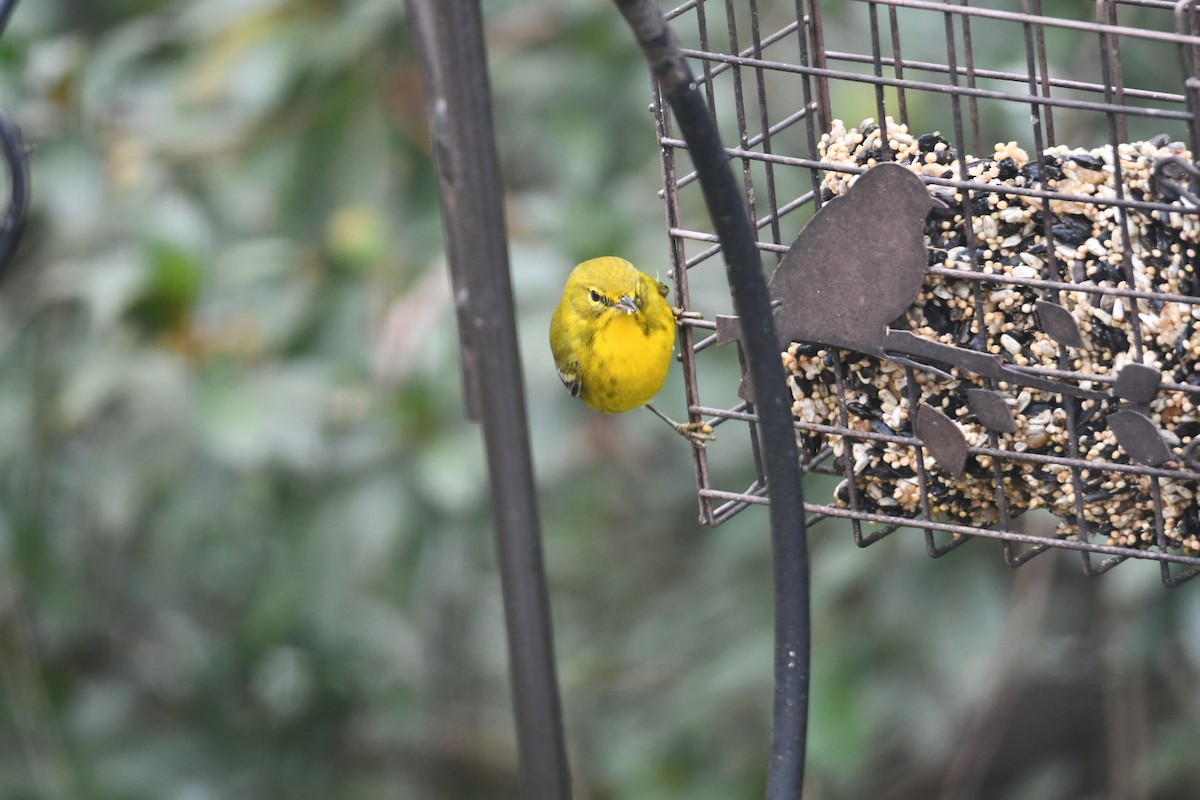 Pine Warbler - ML646673176