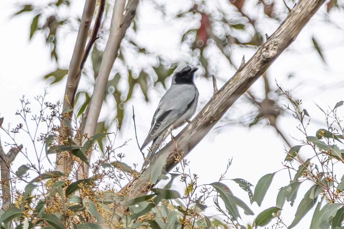 Black-faced Cuckooshrike - ML646673178