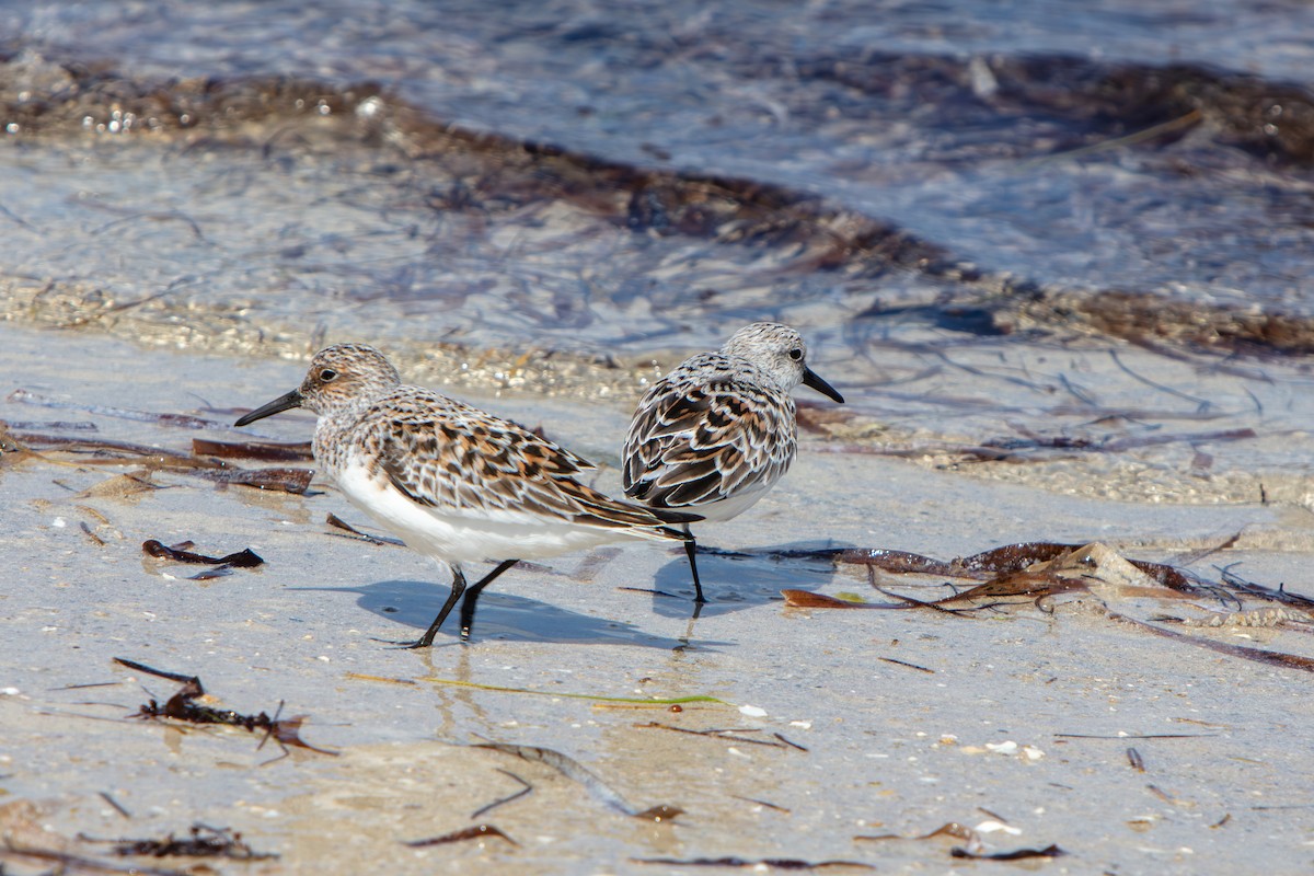 三趾濱鷸 - ML646673184