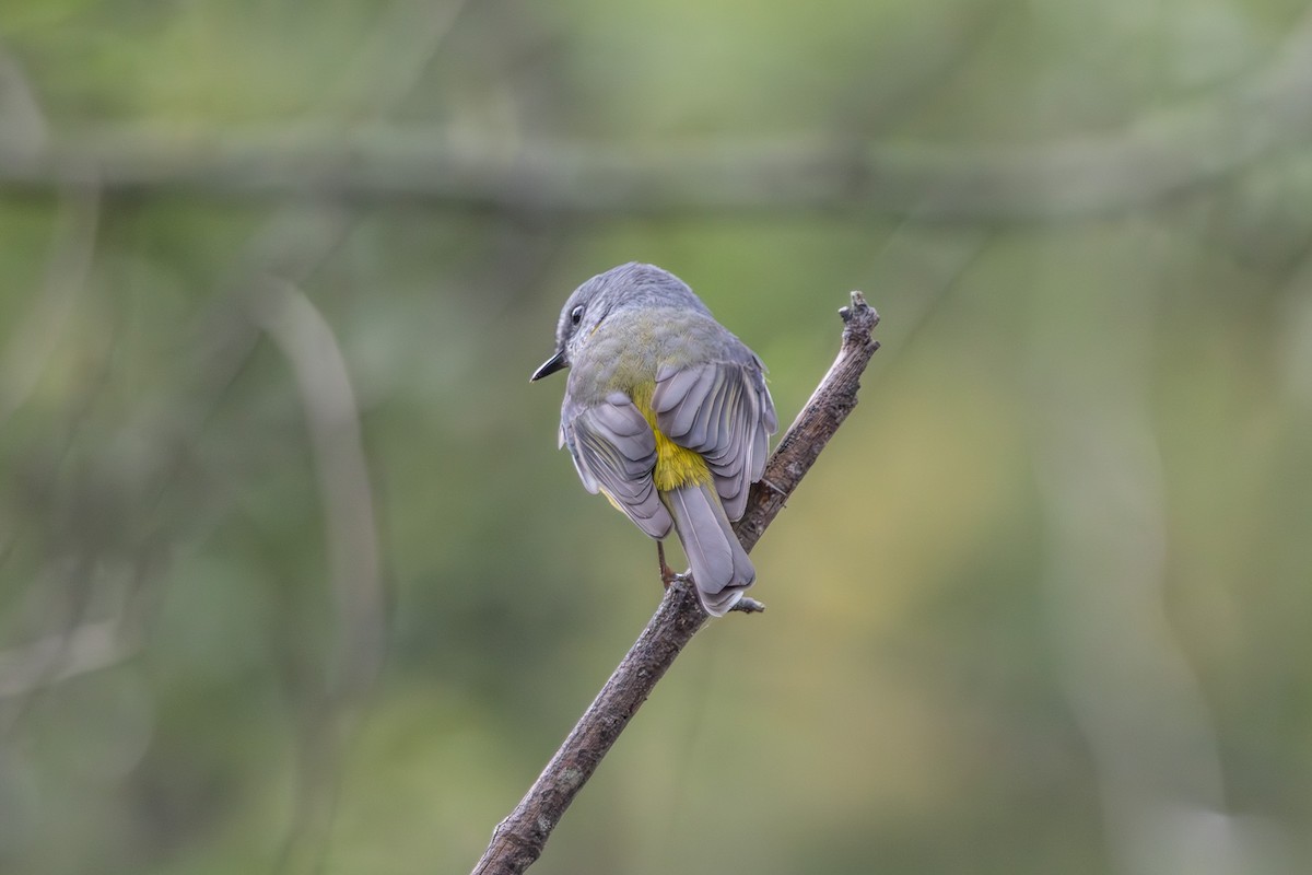 Eastern Yellow Robin - ML646673188