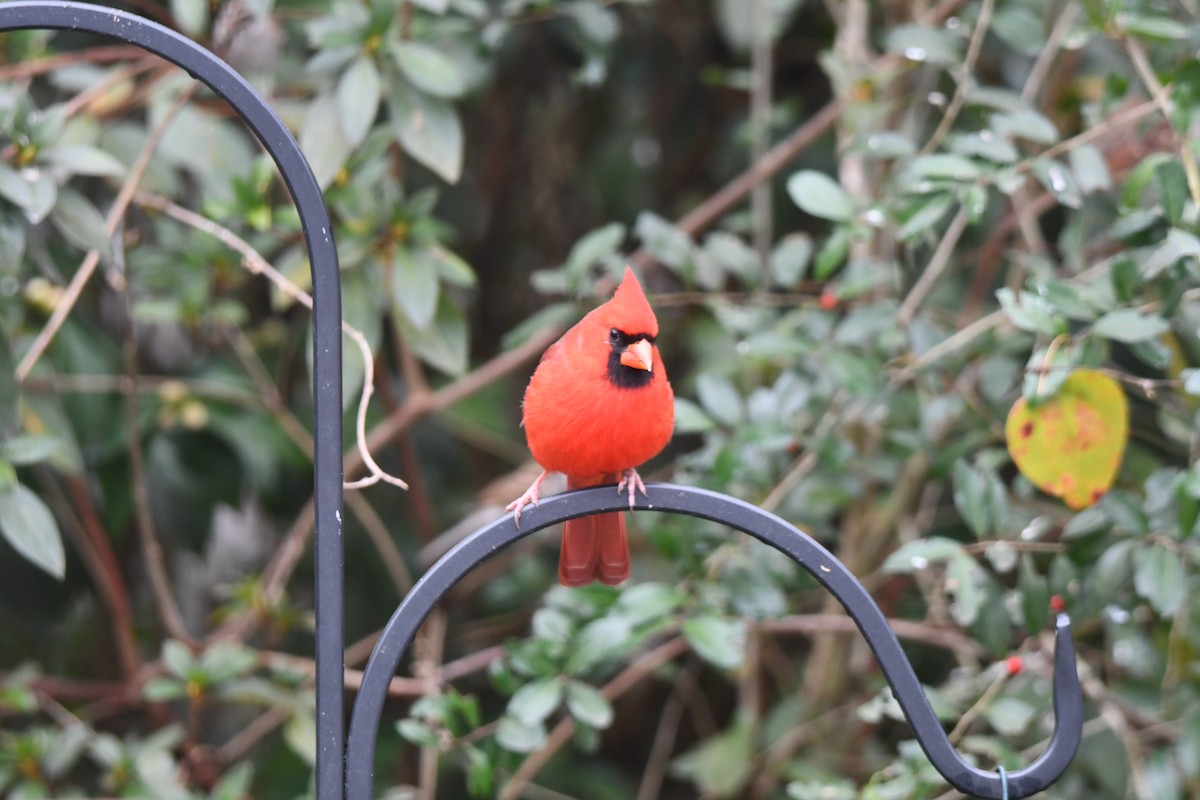 Cardinal rouge - ML646673190