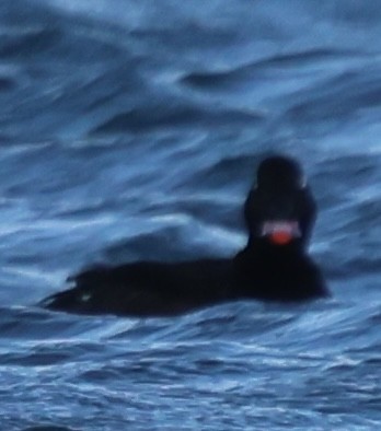 Black Scoter - ML646673191