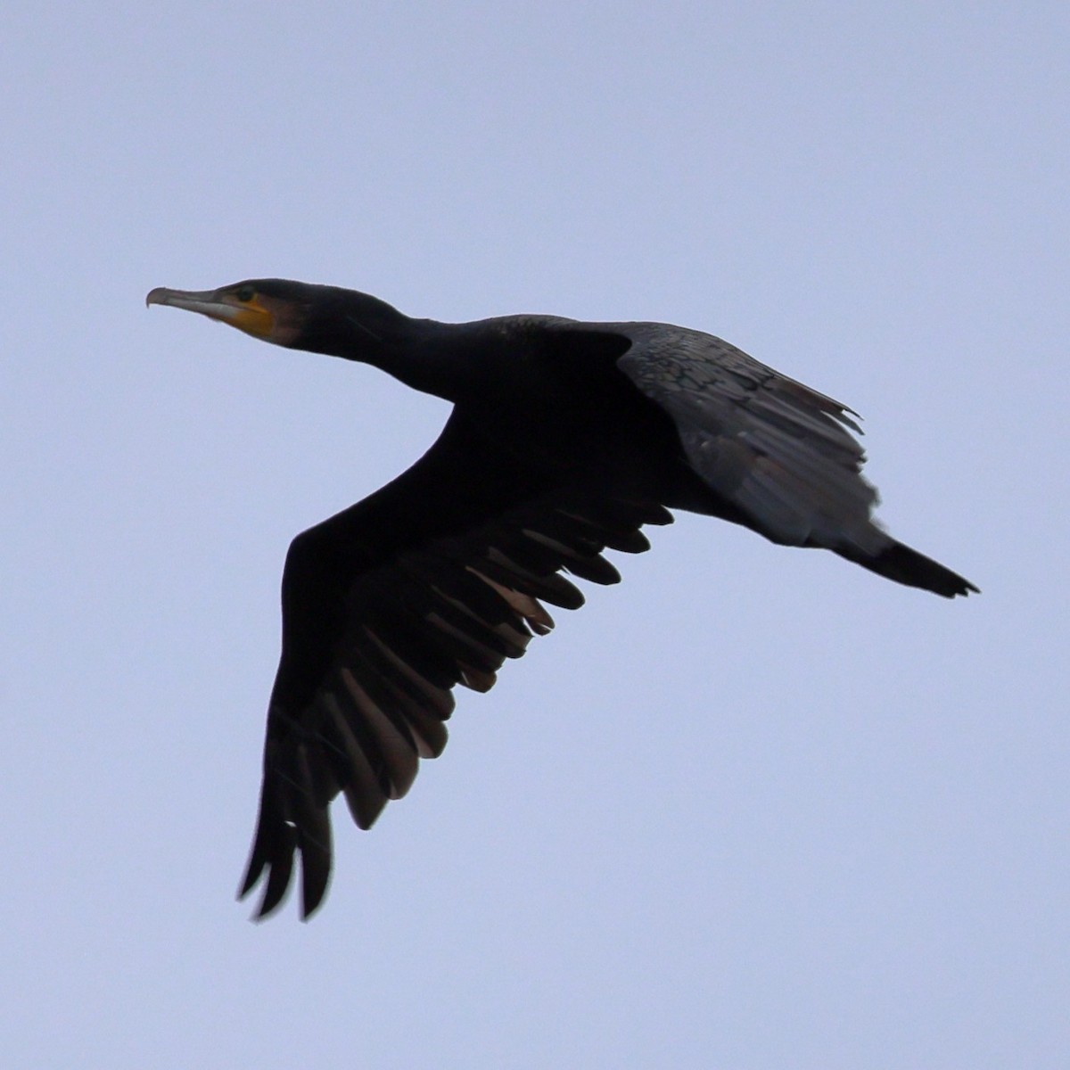 Kormoran - ML646673192