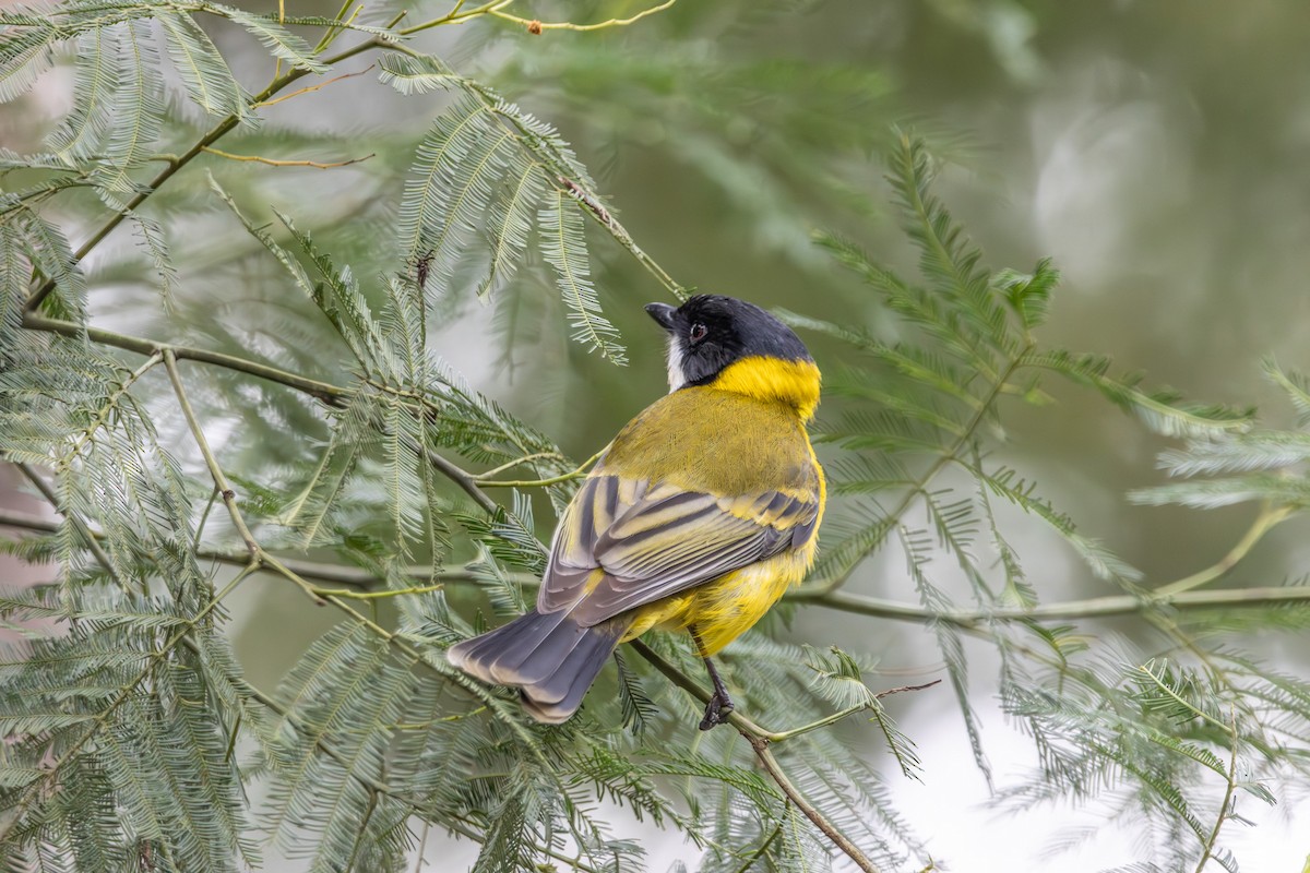Golden Whistler - ML646673193