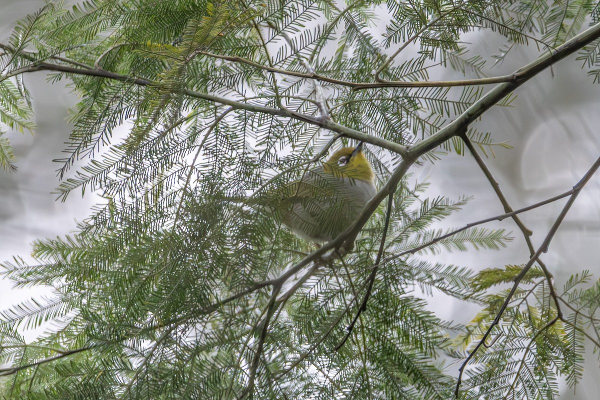 Silvereye - ML646673194