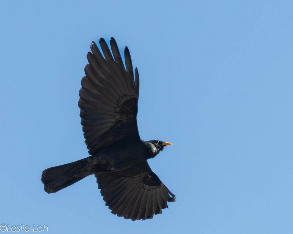 ベニハシガラス - ML646673198