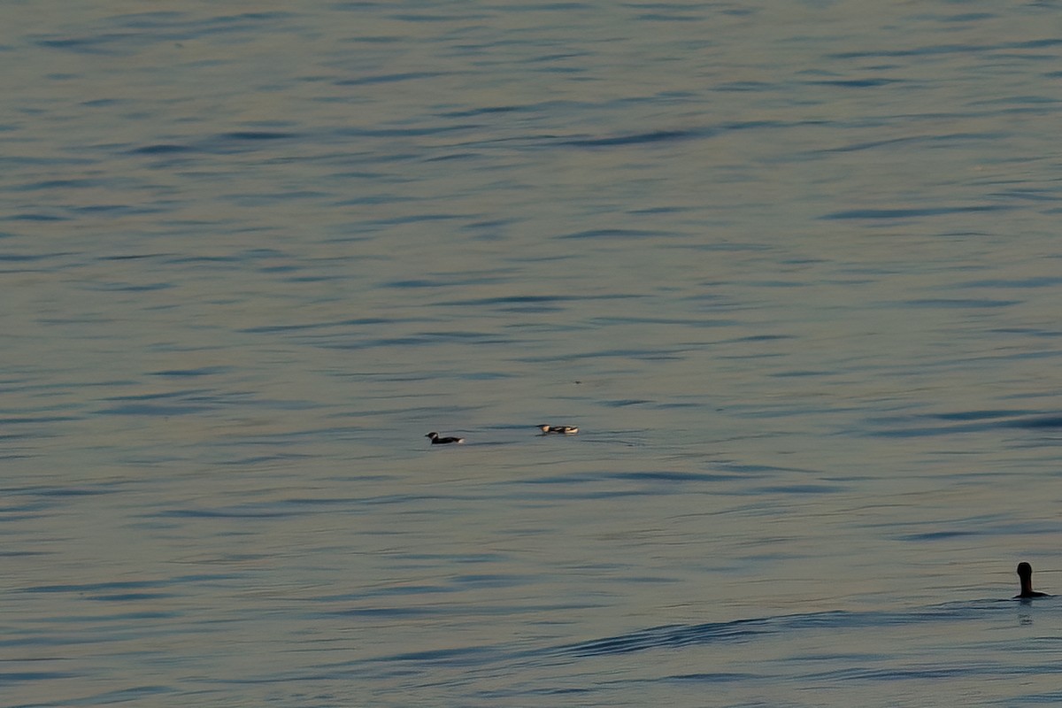 Marbled Murrelet - ML646673200