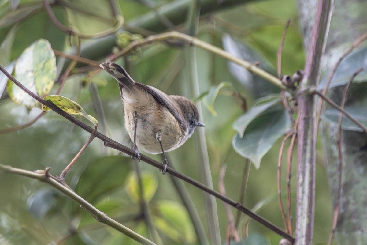 Brown Gerygone - ML646673201