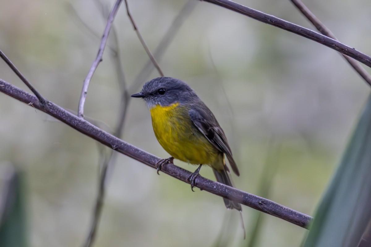 Eastern Yellow Robin - ML646673202