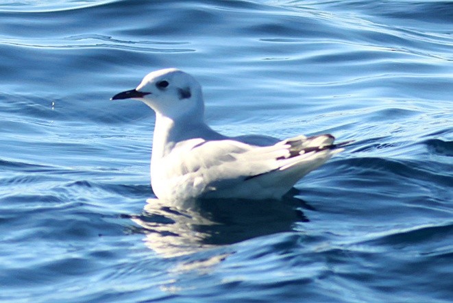 Bonaparte's Gull - ML646673204
