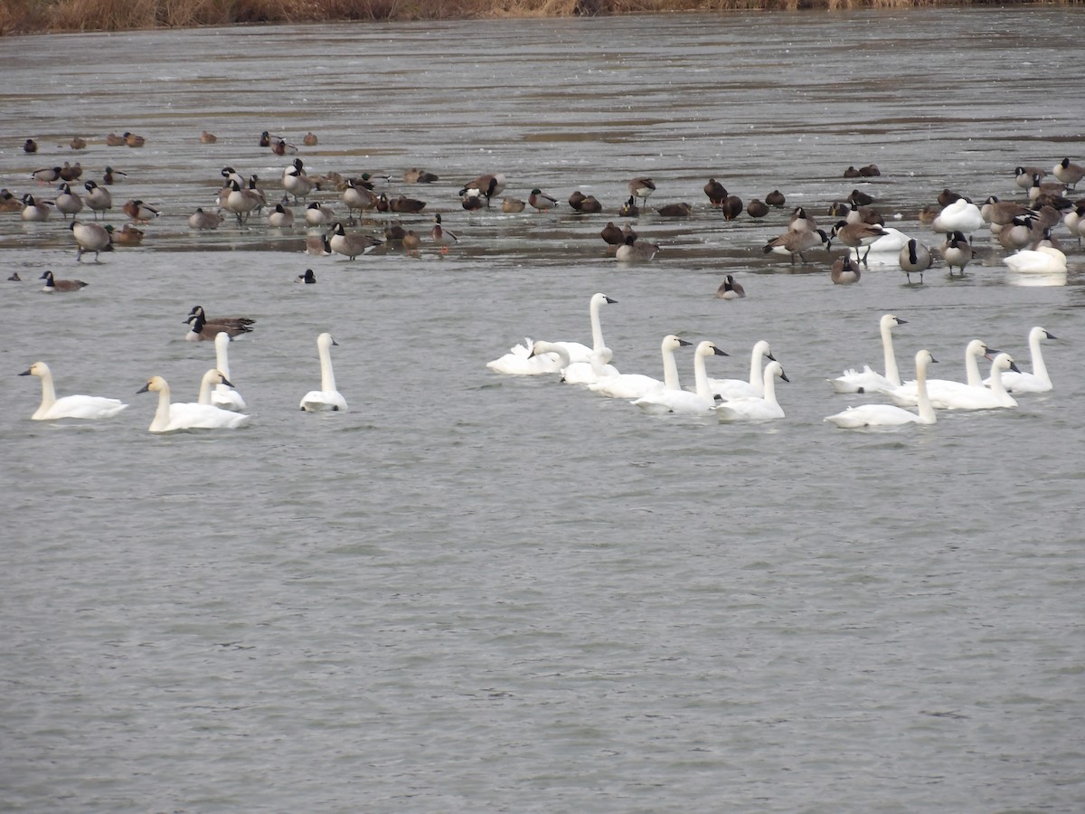 Гунгар хун - ML646673205