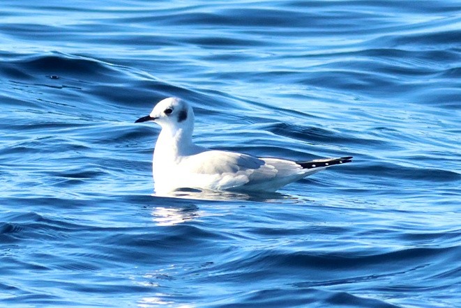 Bonaparte's Gull - ML646673206